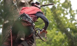 The Evolution of Tree Care Technology: What’s New?