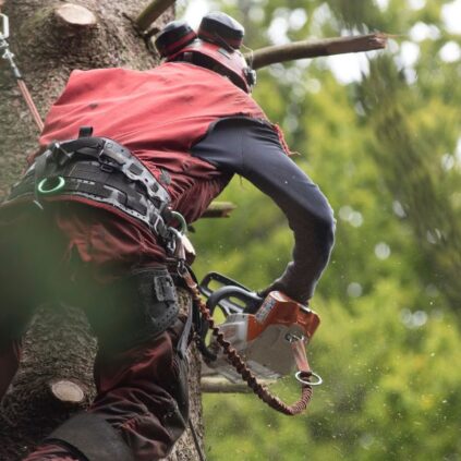 The Evolution of Tree Care Technology: What’s New?