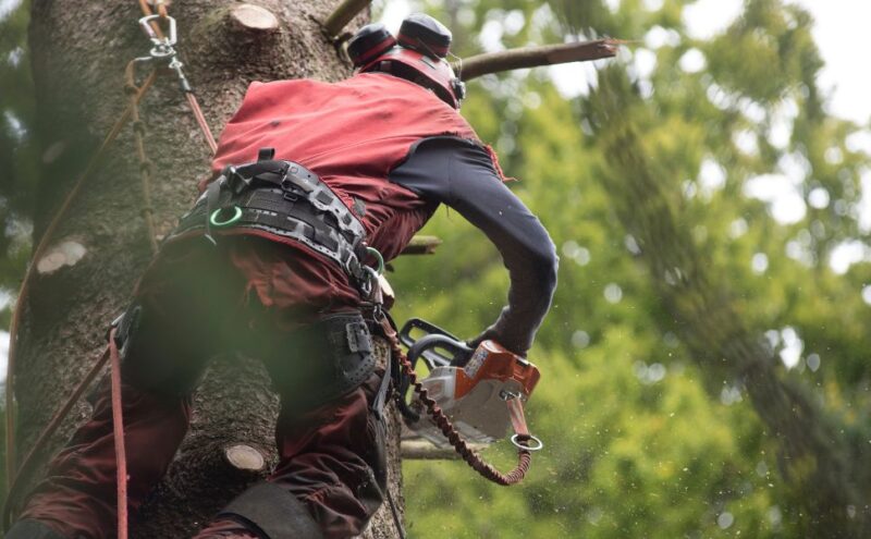 The Evolution of Tree Care Technology: What’s New?