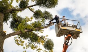 Residential vs. Commercial Tree Care: Key Differences