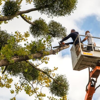Residential vs. Commercial Tree Care: Key Differences