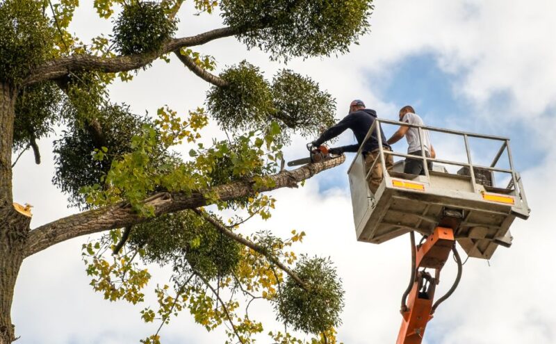 Residential vs. Commercial Tree Care: Key Differences