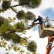 Residential vs. Commercial Tree Care: Key Differences