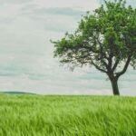 green tree on grassland during daytime