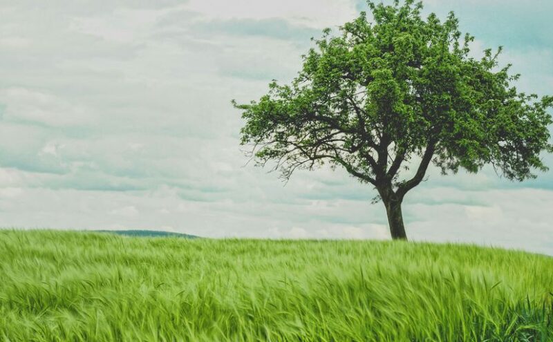 green tree on grassland during daytime