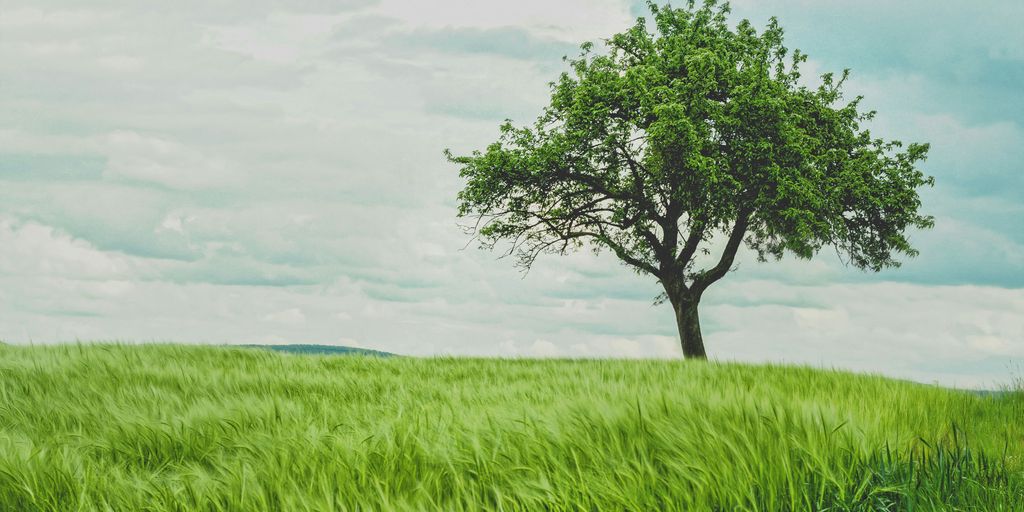 green tree on grassland during daytime