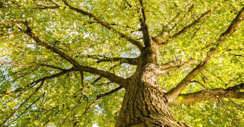 What To Expect During a Professional Tree Risk Assessment