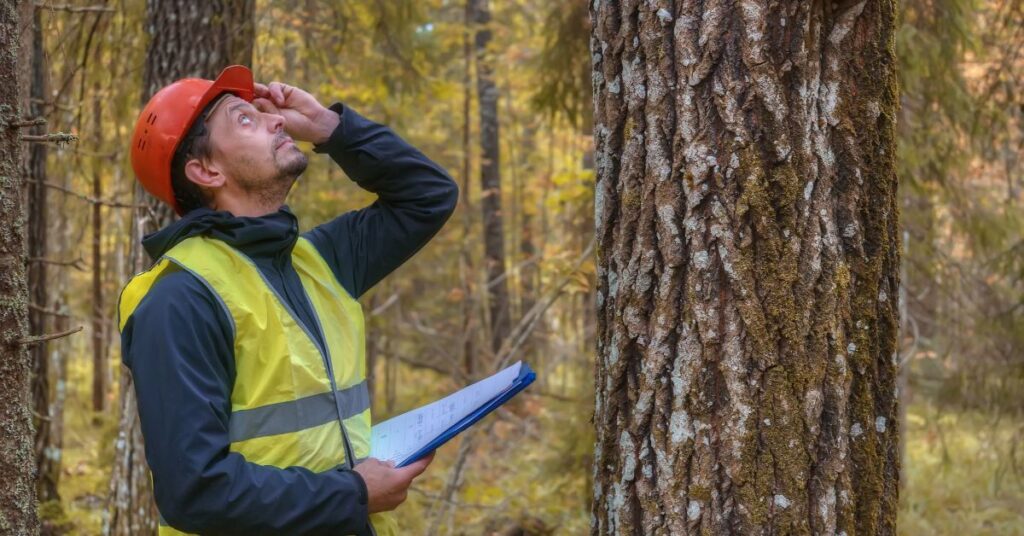 What To Expect During a Professional Tree Risk Assessment