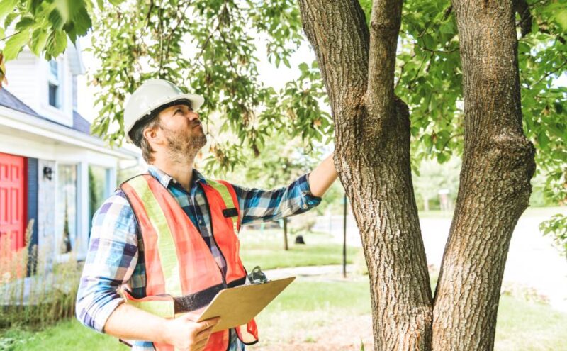 Professional arborist in reflective vest and hardhat performing a tree inspection on a tree on a residential property