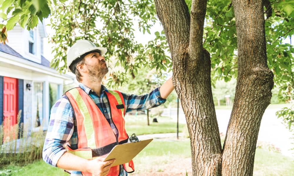 Professional arborist in reflective vest and hardhat performing a tree inspection on a tree on a residential property