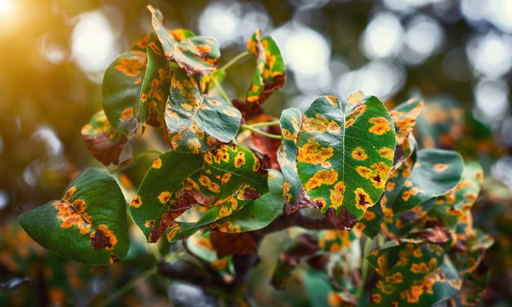 Close-up of leaves from a pear tree that are covered in yellow rust spots due to a disease infecting the tree