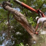 A professional arborist using heavy machinery and a chainsaw to perform a tree removal on a diseased ash tree.