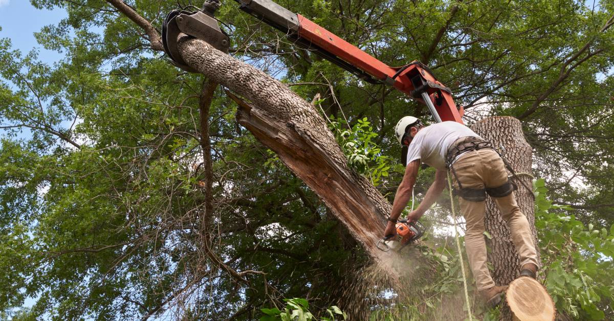 A professional arborist using heavy machinery and a chainsaw to perform a tree removal on a diseased ash tree.