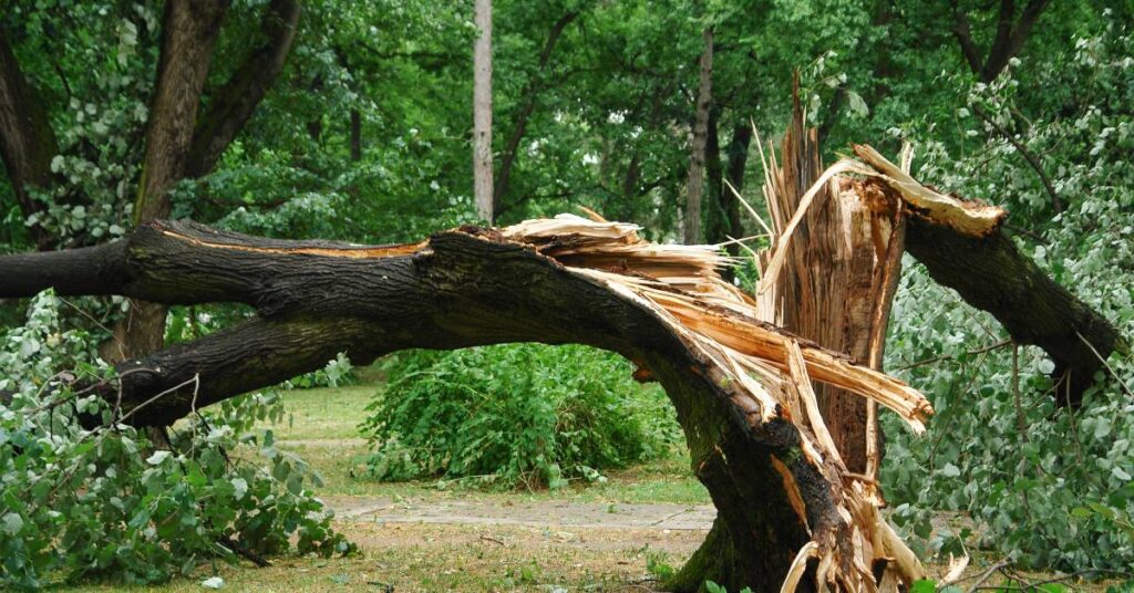 A damaged tree in a park that has been split down the trunk and will require professional tree removal.