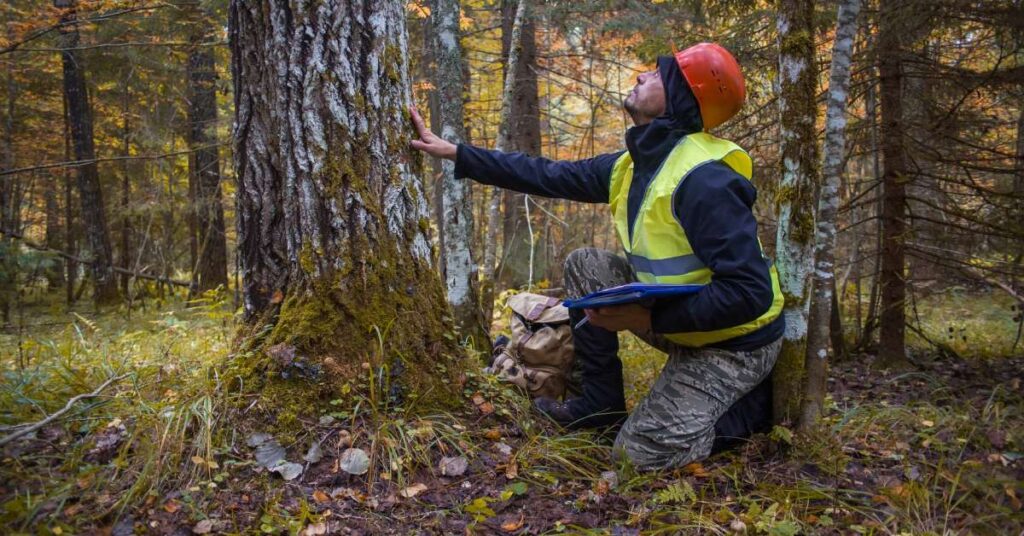 A professional arborist kneeling next to a tree in a forest taking notes during an initial tree assessment.