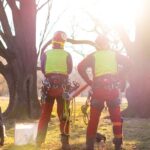 Two certified arborists dressed in their safety gear stand facing two large mature trees they are getting ready to work on.