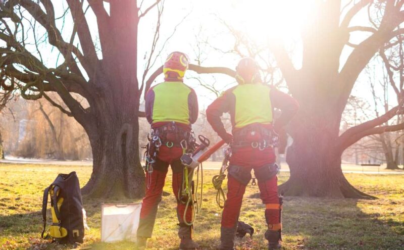 Two certified arborists dressed in their safety gear stand facing two large mature trees they are getting ready to work on.