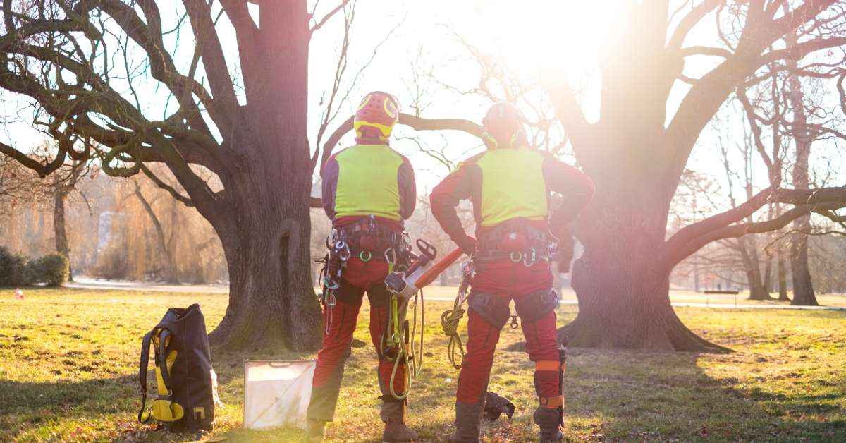 Two certified arborists dressed in their safety gear stand facing two large mature trees they are getting ready to work on.