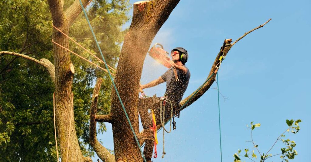 A professional arborist sits hooked into a tree as he uses a chainsaw to begin safely removing the branches.