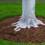 The base of a tree trunk surrounded by a circle of wood chip mulch in a grassy yard with a concrete wall in the background.