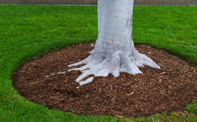 The base of a tree trunk surrounded by a circle of wood chip mulch in a grassy yard with a concrete wall in the background.