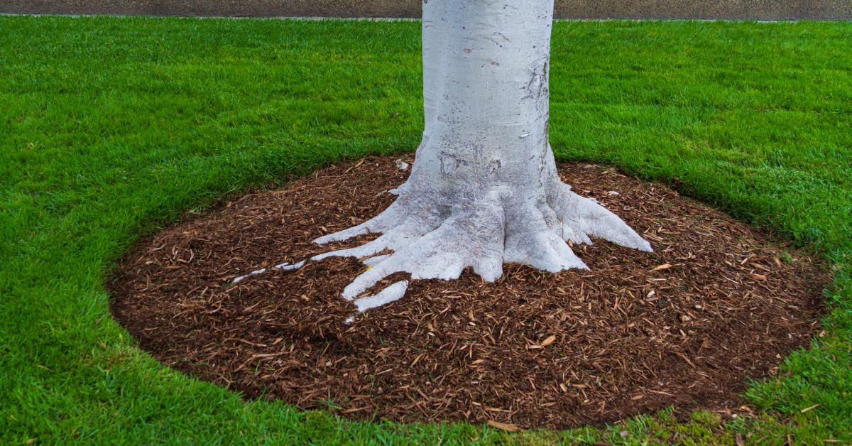 The base of a tree trunk surrounded by a circle of wood chip mulch in a grassy yard with a concrete wall in the background.