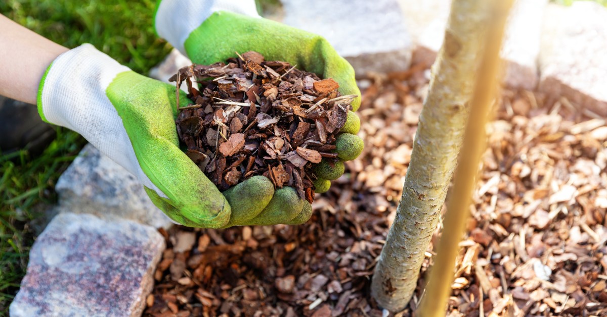 A gardener wearing green gloves placing a handful of bark mulch next to the thin trunk of a young tree.