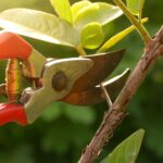 Closeup of someone’s hand holding a pruning tool while pruning a small newly grown branch from a tree.