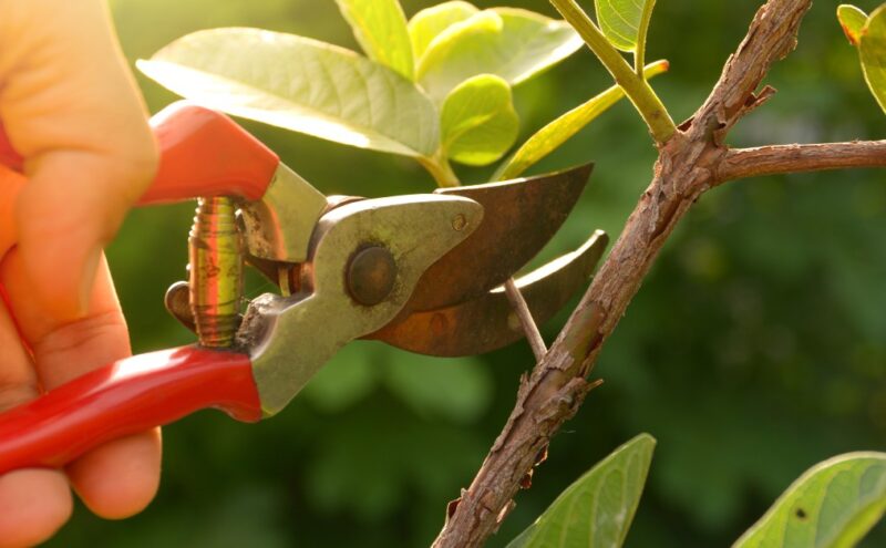 Closeup of someone’s hand holding a pruning tool while pruning a small newly grown branch from a tree.