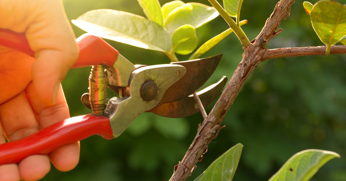 Closeup of someone’s hand holding a pruning tool while pruning a small newly grown branch from a tree.