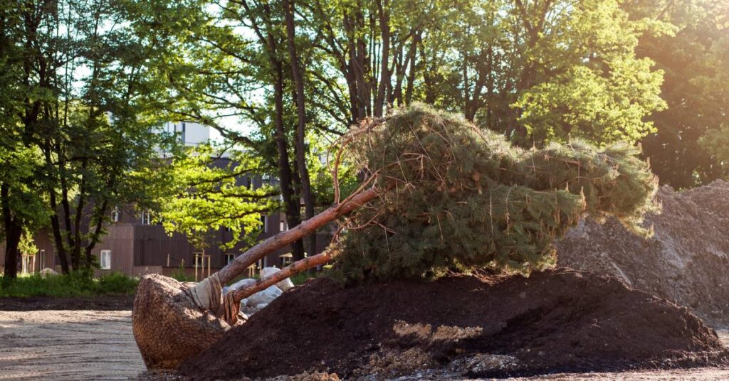 A pine tree with its roots wrapped up lays on its side on top of a pile of dirt before it’s transplanted in a new location.