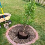 A small potted tree surrounded by mulch and sitting next to a wheelbarrow of dirt is being planted in a backyard.