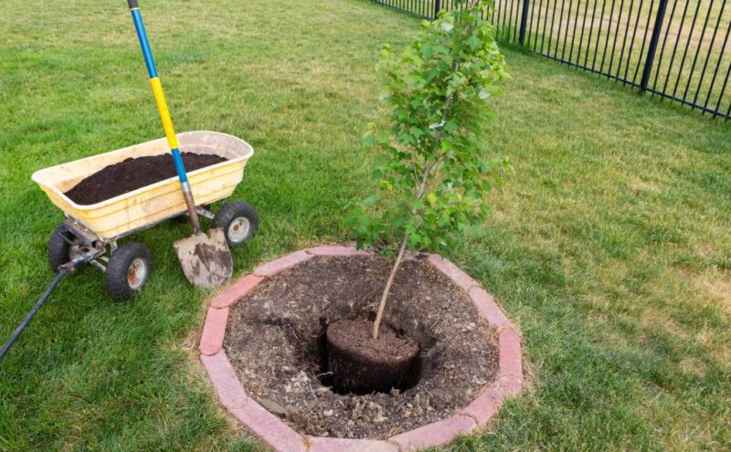 A small potted tree surrounded by mulch and sitting next to a wheelbarrow of dirt is being planted in a backyard.