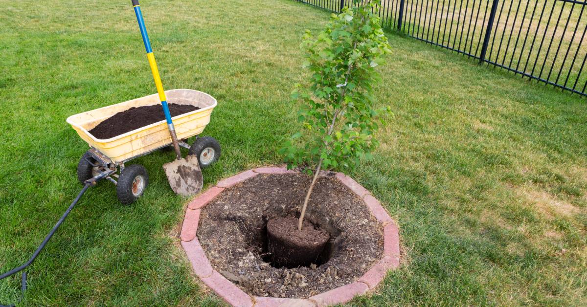 A small potted tree surrounded by mulch and sitting next to a wheelbarrow of dirt is being planted in a backyard.