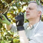 Closeup of a man with his sleeves rolled up wears gloves while he inspects the branches of a magnolia tree.