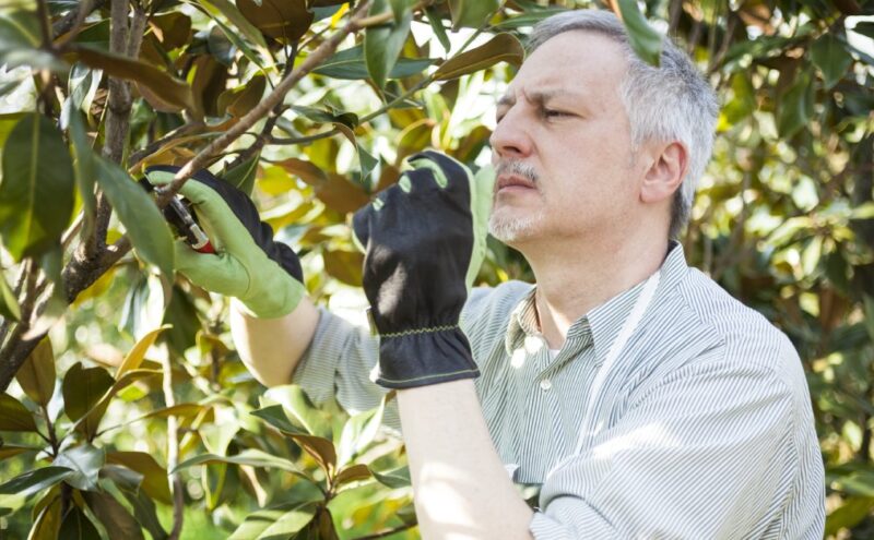 Closeup of a man with his sleeves rolled up wears gloves while he inspects the branches of a magnolia tree.