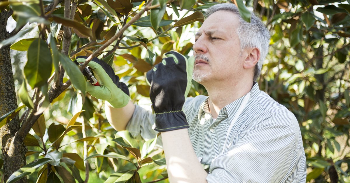 Closeup of a man with his sleeves rolled up wears gloves while he inspects the branches of a magnolia tree.