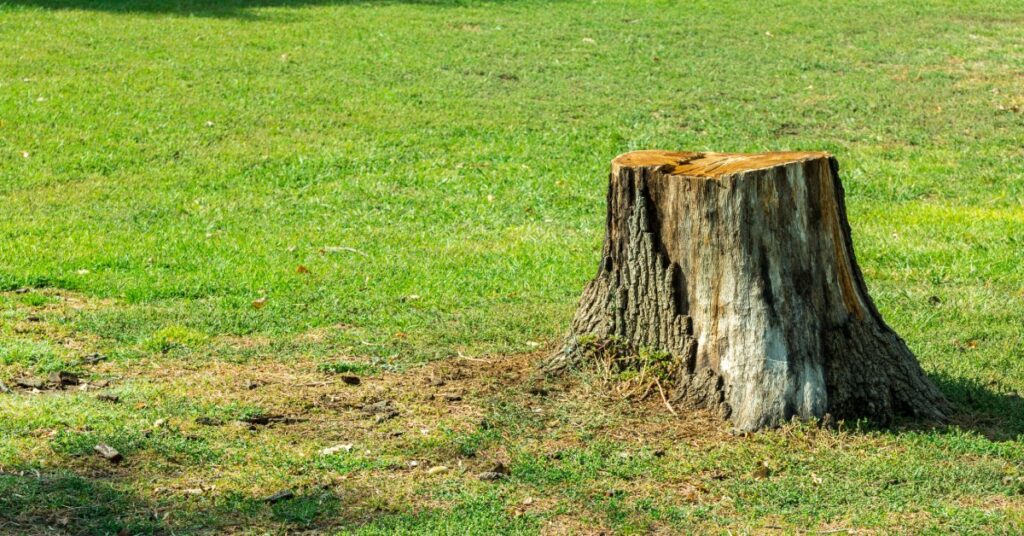 The stump of a medium-sized tree sits to the right of the frame, surrounded by grass with shadows in the background.